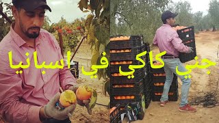 جني الكاكي في اسبانيا 🍊 اول مرا نخدم في كاكيCosechando caquis en España