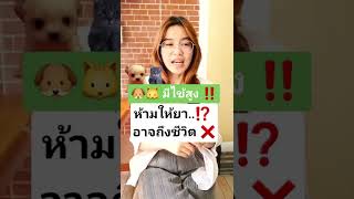 หมาแมวเป็นไข้ มีไข้ รักษายังไง ใช้ยาลดไข้ได้ไหม ?