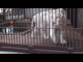 2017.1.1 宇都宮動物園☆ホワイトタイガーのアース王子【white tiger】_03