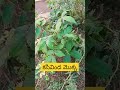 kasivinda plant senna occidentalis medicinal plants around us shorts ayurveda health plants