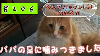 かまってほしい猫　　ノルウェージャンフォレストキャット　＃２０６　norwer forest cat