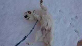 雑種犬コタロウ 雪に興奮して理性失う