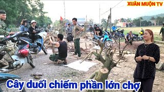 chợ phôi cây  cảnh dạo này rất nhiều cây duối