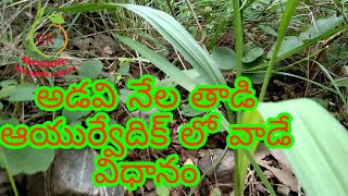 అడవి నేల తాడి ఎలా వాడాలో తెలుసుకోండి/You know about wild plant uses Ayurveda treatment