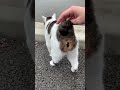 ジャパニーズボブテイルが可愛すぎるw japanese bob tail cats are so cute lol stray cat’s reaction after being patted