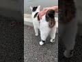 ジャパニーズボブテイルが可愛すぎるw japanese bob tail cats are so cute lol stray cat’s reaction after being patted