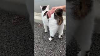 ジャパニーズボブテイルが可愛すぎるw Japanese Bob Tail Cats are So Cute lol Stray Cat’s Reaction After Being Patted