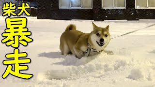 【かわいい】柴犬と雪遊びをしたら急に暴走して大変なことに・・・