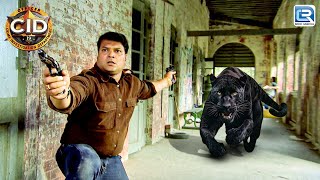 CID Officer Daya पे एक जंगली Black Panther ने किया हमला  | CID Team | सी.आई.डी | Full Episode | HD