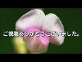 第８回中央の杜を散策～泥棒みたいなヌスビトハギ～【野田市】