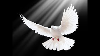 Charity single for the Ukraine - White Dove (Wings Of Peace)