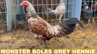 MONSTER !! Boles Grey Hennie Black McRae - SAVALA FOWL Beautiful Birds