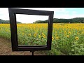 意外と知られていない栃木の絶景。一面に広がる１００万本のひまわり畑 a field of one million sunflowers