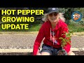 Hot Pepper Grow Season Update June 2022