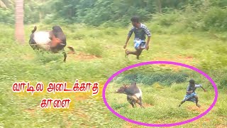 வாடில அவுக்காத கிடை மாடு 👿👿||செம்ம தோரணை 😍😍||jallikkattu video ||jallikkattu