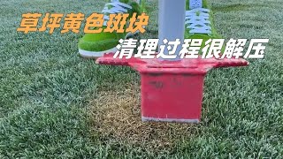 草坪为什么会出现黄色斑块？用铲子取出后，清理过程很解压