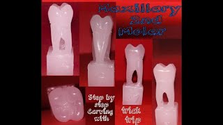 Maxillary Second Molar || Right || Carving