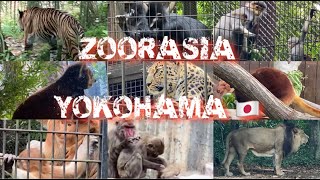 What to see in ZOORASIA, YOKOHAMA 🇯🇵