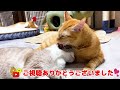 大雨で怖がってる末っ子猫を寝かしつける優しい茶トラ猫♥