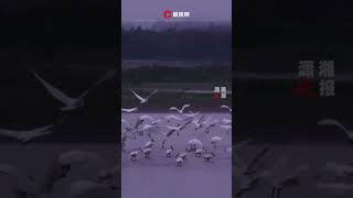 Flying to the North Pole｜A group of white spoonbills are foraging in the lake.