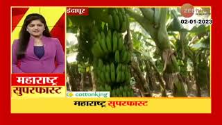 Indapur Banana । इंदापूर तालुक्यात केळी पीक क्षेत्रात मोठी वाढ, यामागील फायद्याचं गणित समजून घ्या