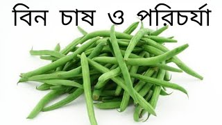 #বিন/ বিনস চাষ পদ্ধতি ও সহজ পরিচর্যা