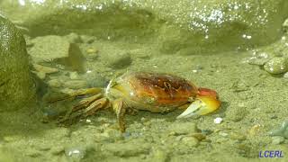 螃蟹的脫殼與再生 (Molting and Regeneration of crab)