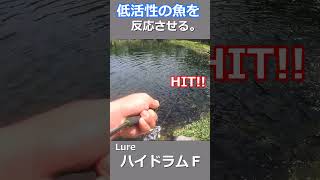 オリジナルカラーのルアーで低活性の魚を釣れ！ #shorts  #エリアトラウト #管理釣り場 #trout #fishing