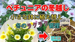 ペチュニア冬越し小さい鉢に植え替えてラクラク管理