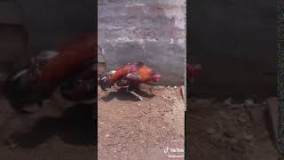 Red Color Lakha  Aseel With beautiful hen