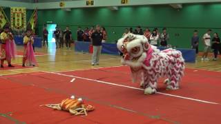 全港公開龍獅藝錦標賽2016 HK Open Dragon \u0026 Lion Dance Competition 2016 規定組 冠軍 Champion 國際南少林總會 20161204