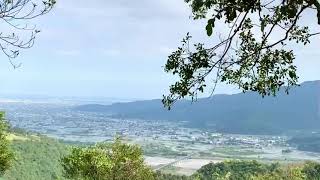 3月中旬賞櫻花｜宜蘭玉蘭茶園｜櫻悅民宿｜吉野櫻盛開