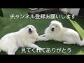 めざましテレビ　きょうのわんこに・・・