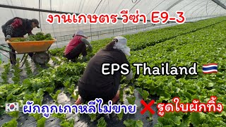 EPS งานเกษตรเกาหลีวีซ่า E9-3 (รูดใบผักสลัดทิ้ง)