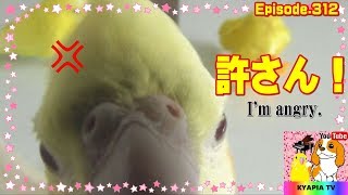 仲間に毛づくろいセキセイインコ～キレるオカメインコ,エマ 312 parakeet budgie Cockatiel