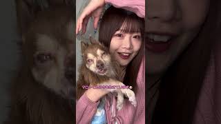 3年も老犬介護をしているとお別れを考える時間が増えてしまいます。。 #tiktok #shorts