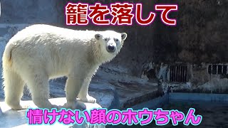 【シロクマの1分動画＃196】籠を落して情けない顔のホウちゃん💗【天王寺動物園】