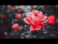 Rose In The Garden - Cody Francis I Acoustic Song