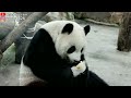 大萌娃圓仔眉開眼笑吃著鳳梨葡萄冰😄 giant panda yuan zai loves to eat ice with pineapple and grape inside 圆仔 貓熊 大熊貓