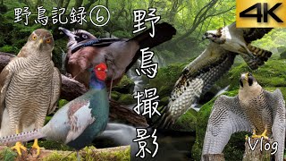 【野鳥撮影】小鳥や猛禽類　日本の野鳥47種