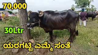 Yaragatti buffalo market | ಯರಗಟ್ಟಿ ಎಮ್ಮೆ ಆಕಳ ಸಂತೆ | Cow Market Yaragatti