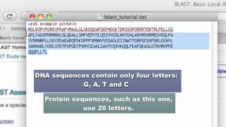 NCBI Blast Tutorial