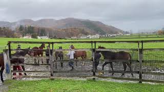 当歳馬の放牧風景