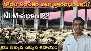 గొర్రెల పెంపకం ఎలా ప్రారంభించాలి? | NLM పథకం ద్వారా Sheep Farming | తక్కువ ఖర్చుతో ఎక్కువ ఆదాయం