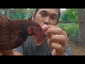 pure o hindi na rhode island red paano malalaman free range farming