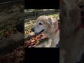 ♪あのころは…🐾笑顔の犬🤍ベル シニアなベル ゴールデンレトリバー 永遠の12歳