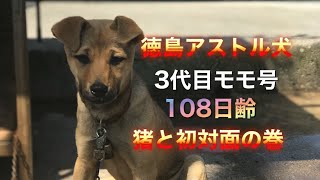 狩猟 【閲覧注意】猟犬･徳島アストル犬仔犬  三代目 桃ちゃん(メス)108日齢 猪と初対面の巻