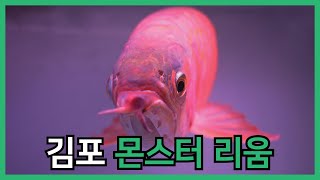 정말 개인이 운영하는 해양동물원 맞나요?희귀 물고기 볼 수 있는 김포 몬스터리움! 아이들과 갈만 한 곳 하트튜브