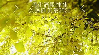 春夏秋冬 丹生酒殿神社 公孫樹黄葉2021・11・23