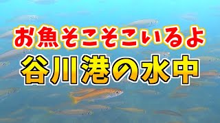 【初公開】隠れスポットの海中にはそこそこの魚たちが！大阪の釣り場「谷川港」夏の水中映像  No. 351